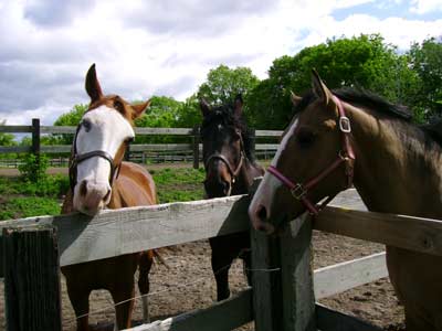 Friendly Horses