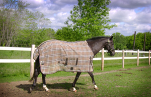 Horse Picture